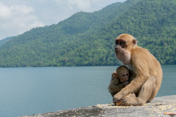 Baby monkey and mother monkey eating snacks, Island background
