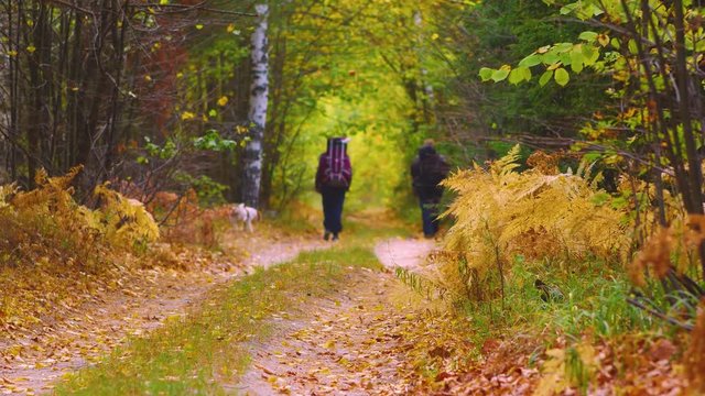 Two tourists with backpacks walking on a forest road. Relax Concept. Hiking