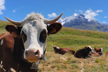 Une vache, en fond le massif de la Meije, Parc National des écrins, France
