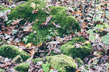 Green moss covered rocks surrounded by fall leaves in autumn