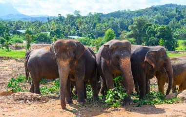 Fototapeta na wymiar elephants in the park