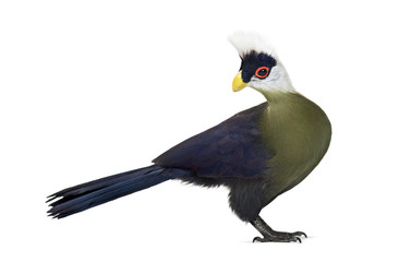 White-crested turaco, Tauraco leucolophus standing against white