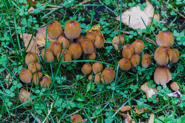A group of dung beet mushrooms grows in a clearing in the forest.