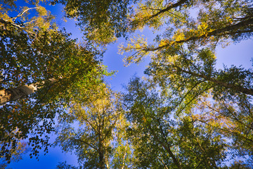 Relaxed view of the treetops