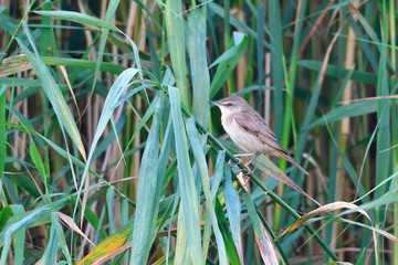 Teichrohrsänger im Schilf