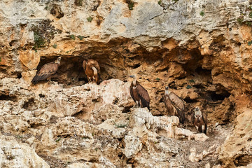 Obraz premium Vulture in nature from spain