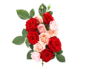 Beautiful rose flowers on white background