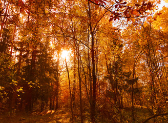 autumn landscape forest with yellow red leaves with sunny light beams