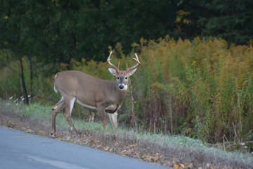 White tailed deer buck on road