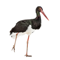 Black stork, Ciconia nigra, walking against white background