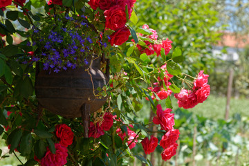 Rosen im Kübel