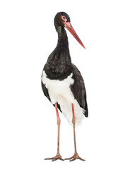 Black stork, Ciconia nigra, standing against white background