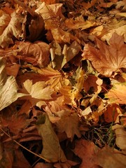 Beautiful autumn yellow leaves on the trees. The magic of autumn colors.