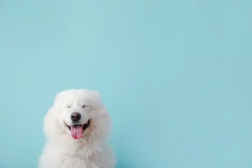 Wall murals For her Cute Samoyed dog on color background