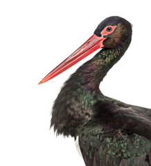 Black stork, Ciconia nigra,  against white background