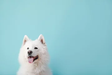 Poster Cute Samoyed dog on color background © Pixel-Shot