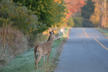 White tailed deer buck on road