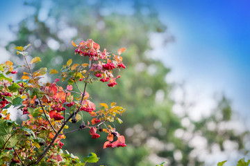 Branch of viburnum with red berries on blue sky background_