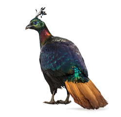 Naklejka premium Himalayan monal, Lophophorus impejanus, Impeyan pheasant