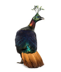 Obraz premium Himalayan monal, Lophophorus impejanus, Impeyan pheasant