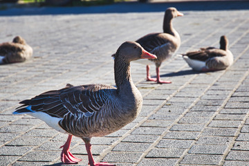 Geese at the entrance to the ferry