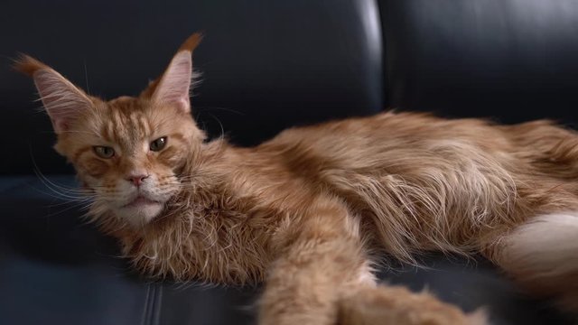 Close-up of a red marble Maine Coon cat lying on black leather sofa. Exotic domestic pet concept