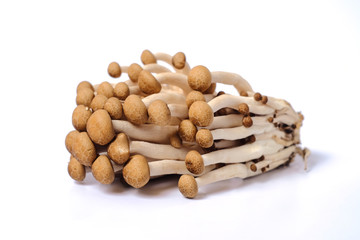 Fresh brown shimeji mushroom or beech mushroom on white background.