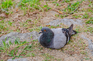鳩