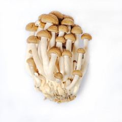 Fresh brown shimeji mushroom or beech mushroom on white background.