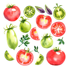 Watercolor vector vegetables set with red and green tomatoes, basil and parsley