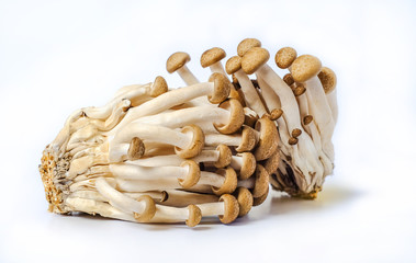 Fresh brown shimeji mushroom or beech mushroom on white background.