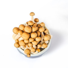 Fresh brown shimeji mushroom or beech mushroom on white background.