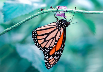 Monarch, Danaus plexippus is a milkweed butterfly (subfamily Danainae) in the family Nymphalidae