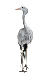 Blue Crane, Grus paradisea, also known as the Stanley crane