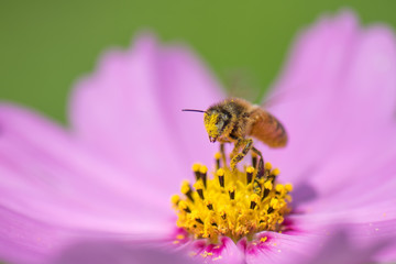 honey bee on cosmos flower