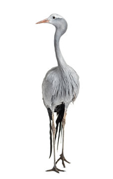 Blue Crane, Grus paradisea, also known as the Stanley crane