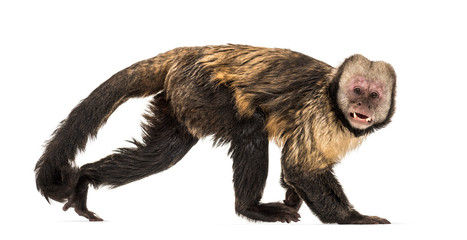 Fototapeta premium Golden-Bellied Capuchin, Sapajus xanthosternos