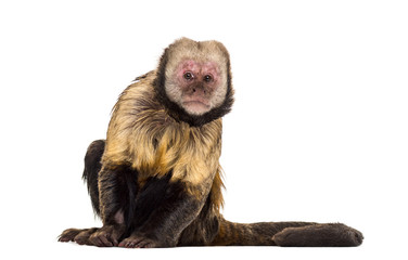 Golden-Bellied Capuchin, Sapajus xanthosternos