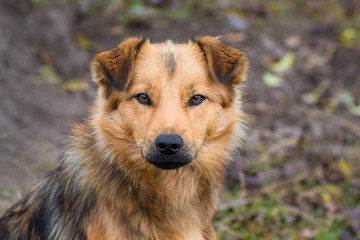 Shaggy brown dog on blurred background, closeup portrait_