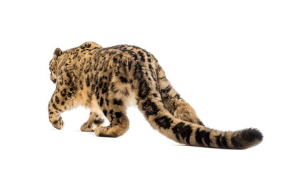 Snow leopard, Panthera uncia, also known as the ounce