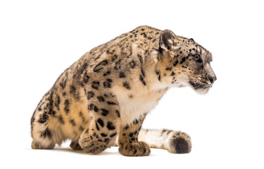 Snow leopard, Panthera uncia, also known as the ounce