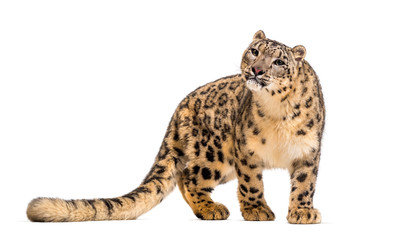 Snow leopard, Panthera uncia, also known as the ounce