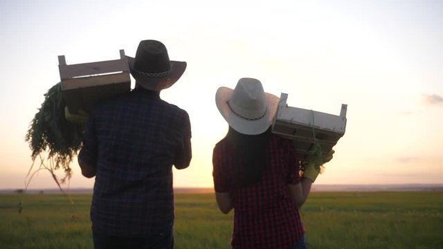 teamwork red neck farmers eco farming. agriculture a concept are working harvest eco farming slow motion video. a team of farmers happy family in wooden boxes carrot harvesting work couple walks