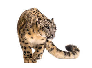 Snow leopard, Panthera uncia, also known as the ounce