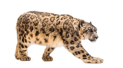 Snow leopard, Panthera uncia, also known as the ounce