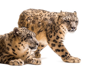 Snow leopard, Panthera uncia, also known as the ounce