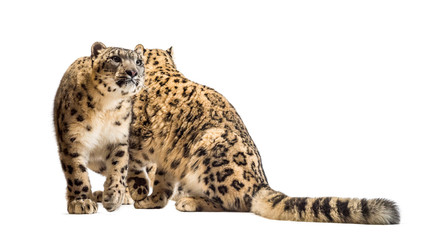 Snow leopard, Panthera uncia, also known as the ounce