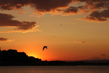 Birds in sundown over water