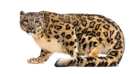 Snow leopard, Panthera uncia, also known as the ounce
