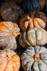 Crowning Kürbis, Cucurbita Moschata, Speisekürbis, Ernte, Herbst, Herbstmarkt, Schweiz